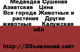 Медведка Сушеная Азиатская › Цена ­ 1 400 - Все города Животные и растения » Другие животные   . Калужская обл.